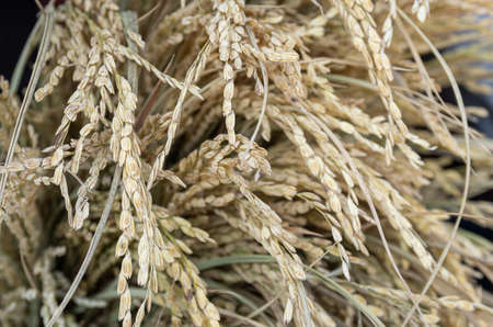 Dried seed oat (Avena sativa) use for flower bouquet - close up