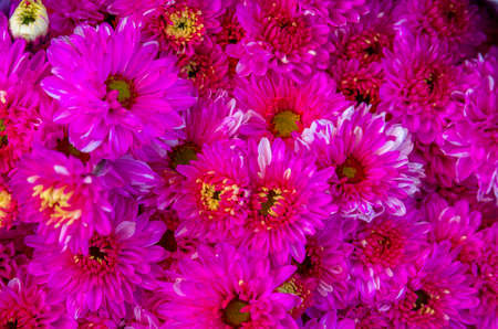 Bunch of purple dahlia pinnata - close up