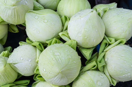 Closed lotus blossoms with water drops - close upの写真素材