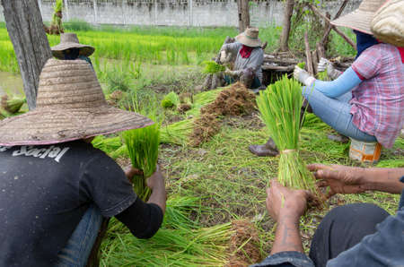 Chiang Mai, Chiang Mai - Thailand - August 22, 2009 : people work in the rice field to get...