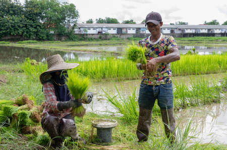 Chiang Mai, Chiang Mai - Thailand - August 22, 2009 : people work in the rice field to get everything ready for the planting seasonのeditorial素材