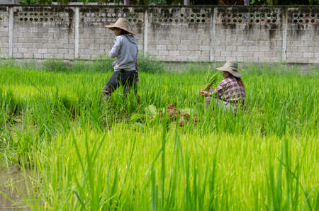 Chiang Mai, Chiang Mai - Thailand - August 22, 2009 : people work in the rice field to get everything ready for the planting seasonのeditorial素材