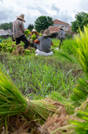 Chiang Mai, Chiang Mai - Thailand - August 22, 2009 : people work in the rice field to get everything ready for the planting seasonのeditorial素材