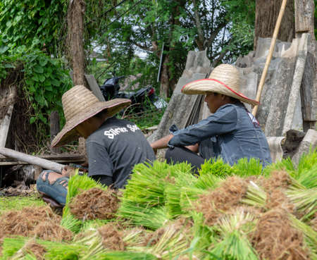 Chiang Mai, Chiang Mai - Thailand - August 22, 2009 : people work in the rice field to get everything ready for the planting seasonのeditorial素材