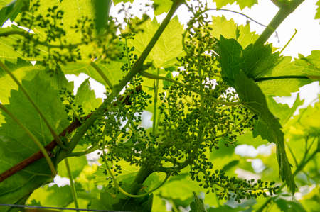 Picture of grapes plants in bud stage - closeup - selective focusの写真素材