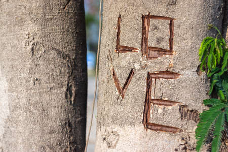 Picture of a tree trunk with cut up love - closeupの写真素材