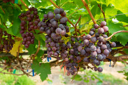 Picture of semi-ripe beauty seedles grapes in the wineyard - closeup