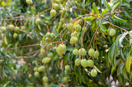 Picture of green unripe lychee hanging from the treeの写真素材
