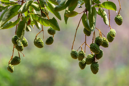 Picture of green unripe lychee hanging from the treeの写真素材