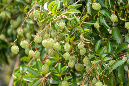 Picture of green unripe lychee hanging from the tree