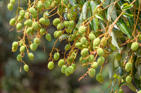 Picture of green unripe lychee hanging from the treeの写真素材