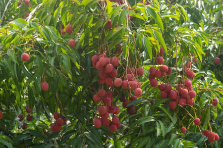 Picture of ripe lychee fruits hanging from the tree ready for harvest