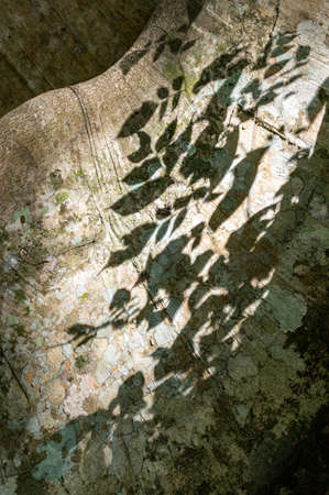 Picture of a tropical tree with shadow of a plant - closeup