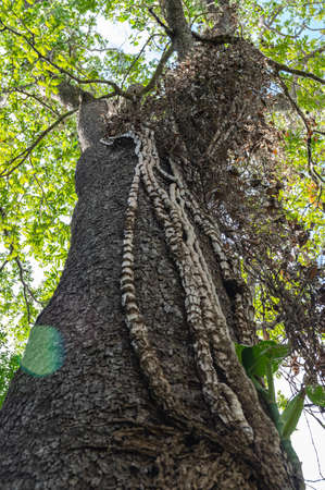Picture of a tree overgrown with lianas green leafy roof in the backgroundの写真素材