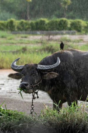 Picture of a water buffalo with a bird on hims back at a rainy day looking to the cameraの写真素材