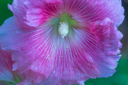 Close up of hollyhock flower (Alcea rosea)の写真素材