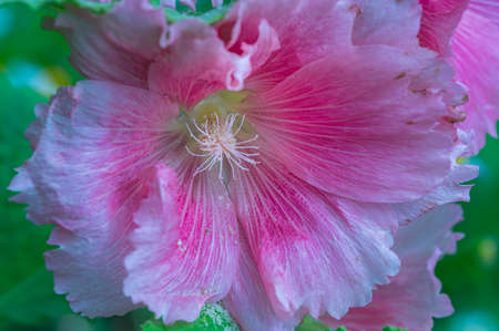 Close up of hollyhock flower (Alcea rosea)の写真素材