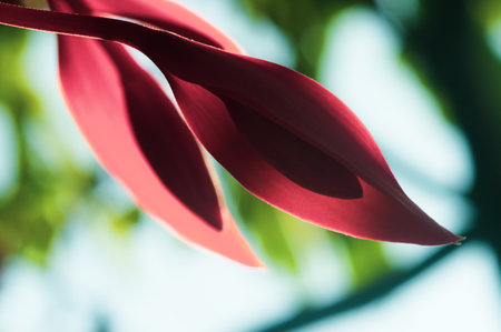 Pride of burma (Amherstia nobilis) Tree with wonderful flowerの写真素材