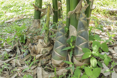 Bamboo shoots, which thrust up from the ground to grow into a clumpの写真素材