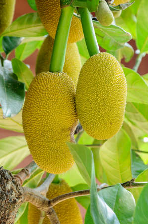 Jackfruit
