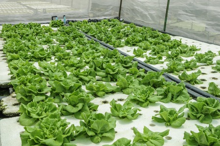 Hydroponic vegetable is planted in a garden.の写真素材