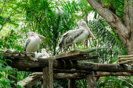pelican, pelecanus philippensis, in the zooの写真素材