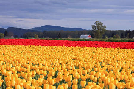 Sunlit Field of Yellow and Red Tulips with a Red Barn in the Backgroundの写真素材