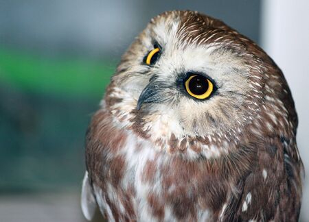 Closeup of a Curious Owlの写真素材