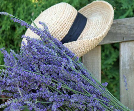 Fresh Cut Lavender with Garden Hatの写真素材