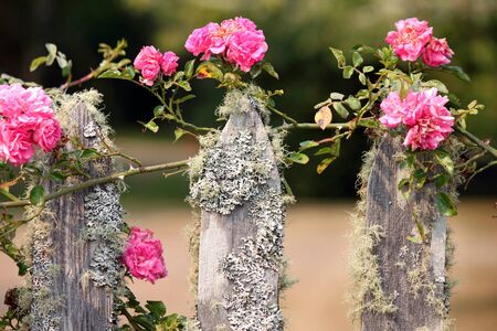 Pink Climbing Roses on a Mossy Fenceの写真素材