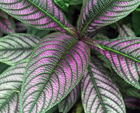 Closeup of Green and Purple Leavesの写真素材