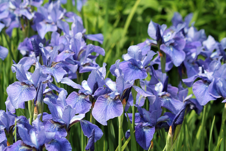 Purple Irises in a Green Field