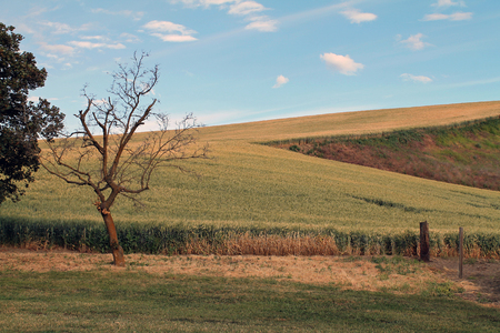 Farm Fields with a Leafless Treeの写真素材