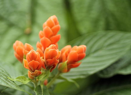 Closeup of an Orange Flowerの写真素材