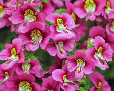 Closeup of Pink Flowersの写真素材