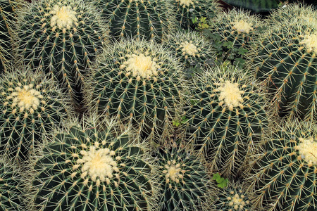 Looking Down at a Collection of Barrel Cactus