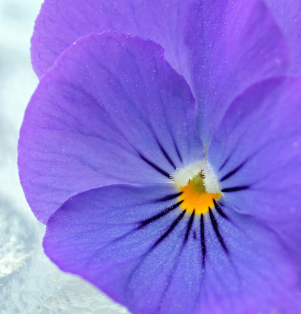 Closeup of a Purple Violaの写真素材