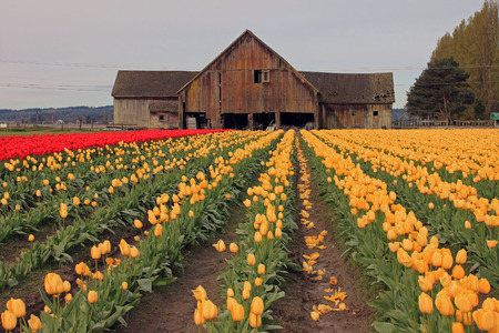 Weathered Old Barn with a Sunlit Field of Yellow and Red Tulipsの写真素材