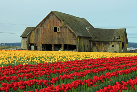 Weathered Old Barn with a Sunlit Field of Yellow and Red Tulipsの写真素材