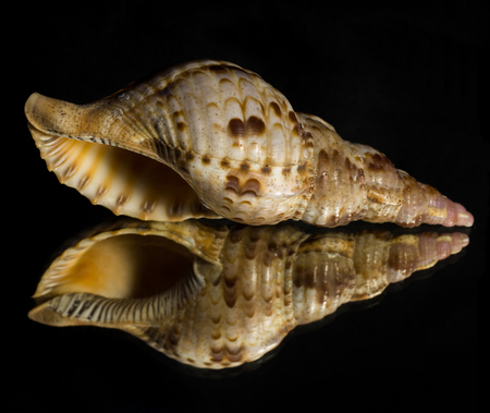 Reflection of a Conch Seashell with a black backgroundの写真素材