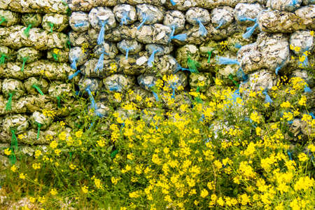 Tall Pile of Bags of Oyster Shells Behind Yellow Wildflowersの写真素材