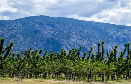 Cherry Orchard in a Mountain Valley in the Springの写真素材