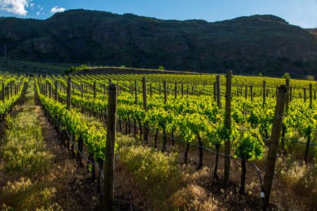 Beautful Vineyard in Springtime: Rows of Grapes Backlit by the setting sunの写真素材