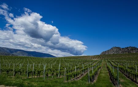 Vineyard in Springtime: Rows and Rows of Grapes under a blue sky