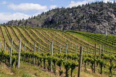 Vineyard in Springtime: Rows and Rows of Grapes in a mountain valleyの写真素材