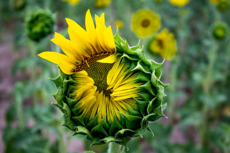 Sunflower In the Process of Blooming in a field of flowersの写真素材