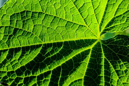 Closeup of the Vein Patterns on a Green Leafの写真素材