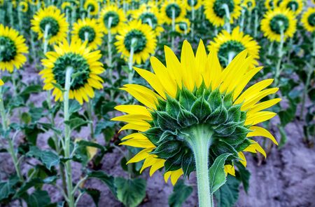 Rows of Sunflowers in a Field facing away from the cameraの写真素材