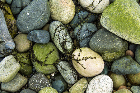 Green Seaweed on Colorful Rocks at the Beach の写真素材