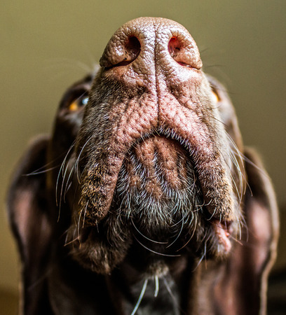 Closeup of a Brown Dog Nose and Chin Whiskers on a German Shorthair Pointerの写真素材